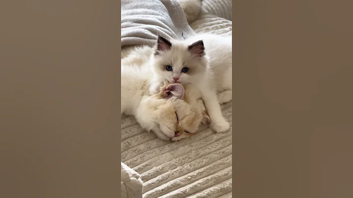 Watch the video about Pure love 💕 #shorts #fyp #kitten #ragdoll #cat #viral #trending #britishshorthair #love #cute #best