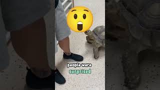 See what a turtle looks like without its shell! 🐢😲 #shorts #youtubeshorts #youtube #shortsusa