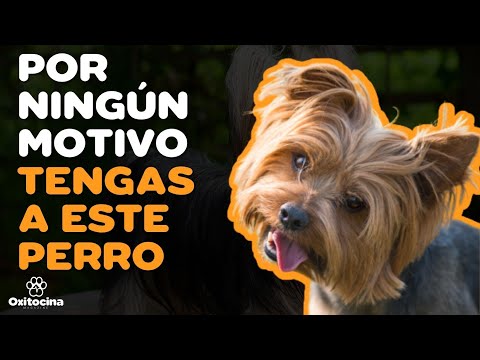 Video: ¿Qué son los perros acondroplásicos?