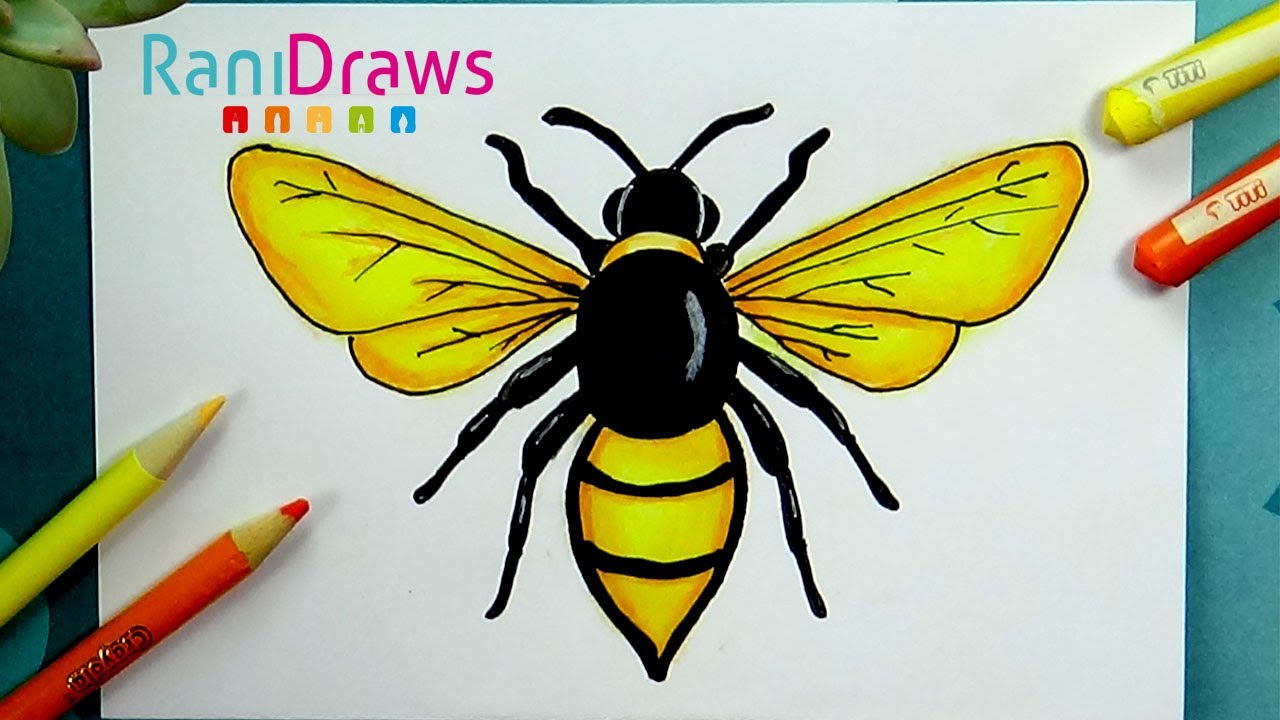 How to draw a BEE - Step by step - thptnganamst.edu.vn