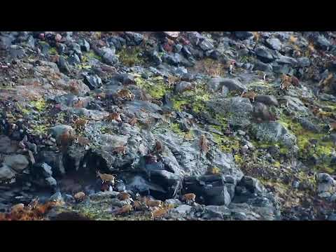 უიშვიათესი კადრები - კამერამ ყაზბეგში ჯიხვების რემა დააფიქსირა