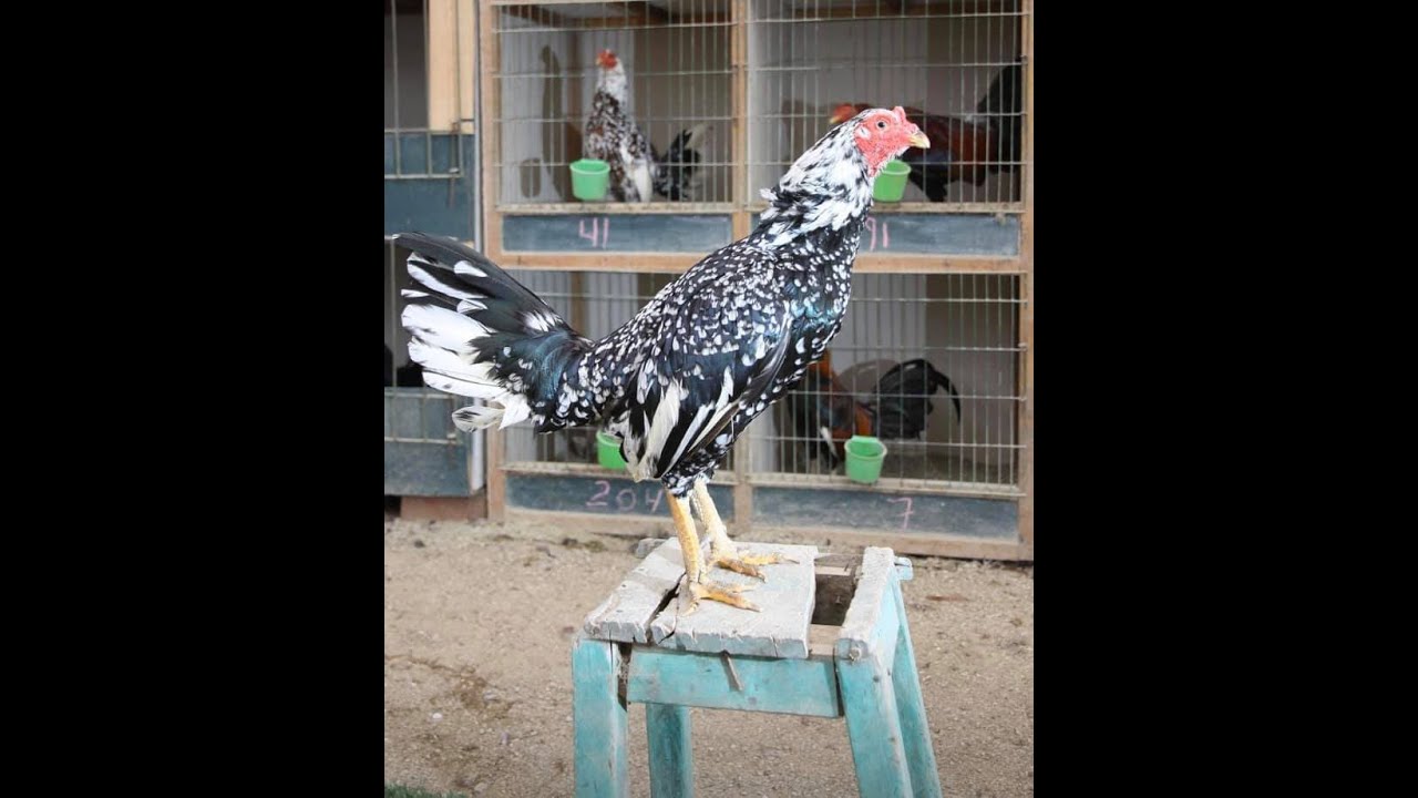 Gallos orientales - Galpon Los Sauces