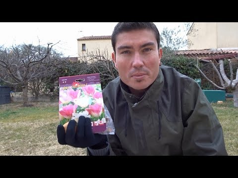 Vídeo: Com Plantar Correctament Les Tulipes