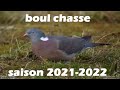 Chasse aux pigeon ramier et tire dun coq faisan saison 20212022