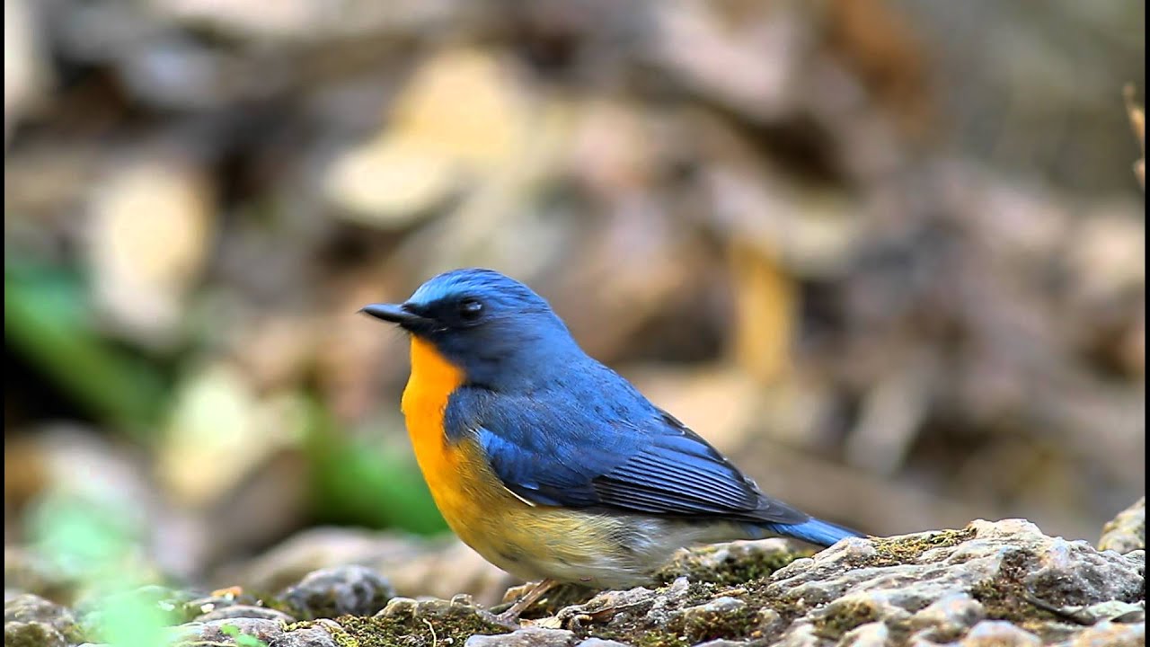 Hill Blue Flycatcher / นกจับแมลงคอสีน้ำตาลแดง 