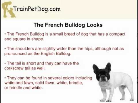 bulldog what is difference between french american and english