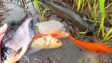 Tìm bắt cá chép, cá chim, cá lóc và các loại cá ngoài ruộng