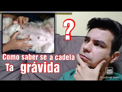 Vídeo: Sinais de gravidez em cães