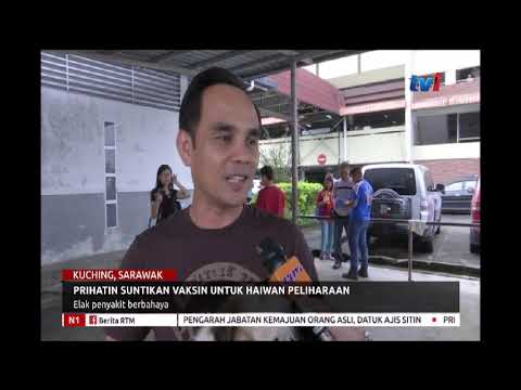 Video: Betul Dan Salah Tentang Perjalanan Mesra Haiwan Peliharaan