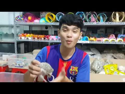 Nhím Kiểng Giới Thiệu Nhím Kiểng