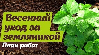 Садовая земляника.  Что делать весной