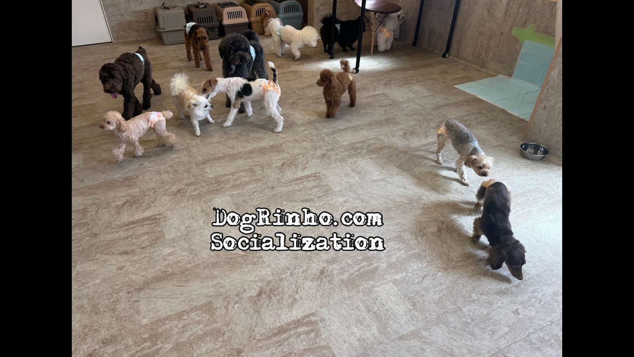 Dog daycare in Japan DogRinho 犬の保育園　20260227