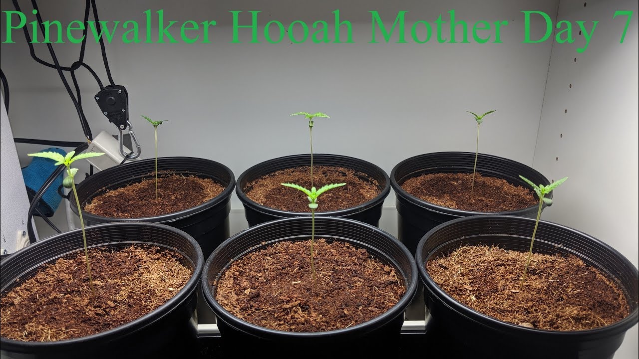 Pinewalker Hooah Mother Series Day 7