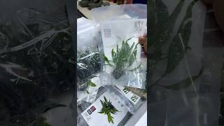 Live Plants 🌱 available for sale #telugu #aquarium #trending #viral #liveplants #sale #bettafish