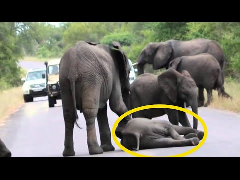 Baby elephant collapses in middle of road but entire herd comes running to save her