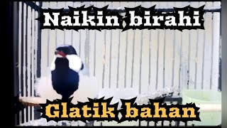 masteran glatik gacor naikin birahi bahan glatik agar ikut gacor dan birahi!