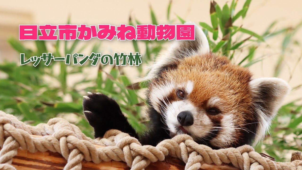 可愛いレッサーパンダたち 2025年12月2日 Red panda at Kamine Zoo