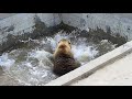 Первый заплыв Мансура в этом году🐻🌊 /Bear Mansur