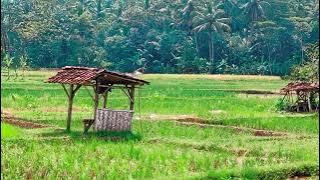 Video mentahan 30 detik | pemandangan sawah plus lagu sunda jadi waas!