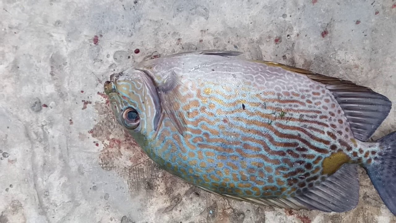 Pemancing pinggiran laut papua