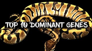 The 10 Most Popular Dominant Ball Python Genes!