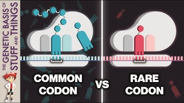 How codon usage sets the pace in the race to translate