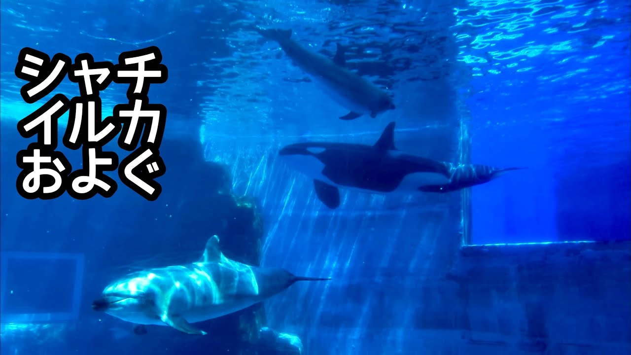 シャチ リンちゃん イルカといっしょに泳ぎます【名古屋港水族館