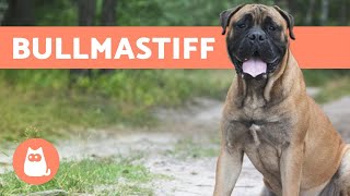 BULLMASTIFF  ALL About This Big Breed