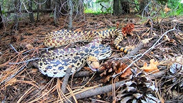 Large Hissing Gopher Snake up in the Jemez Mountains New Mexico