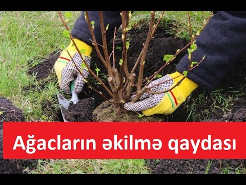 Video: Park üçün Ağac