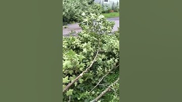 Tree struck by lightning and smashed roof