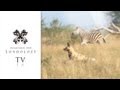 Wild Dogs vs Zebra Herd - Londolozi TV