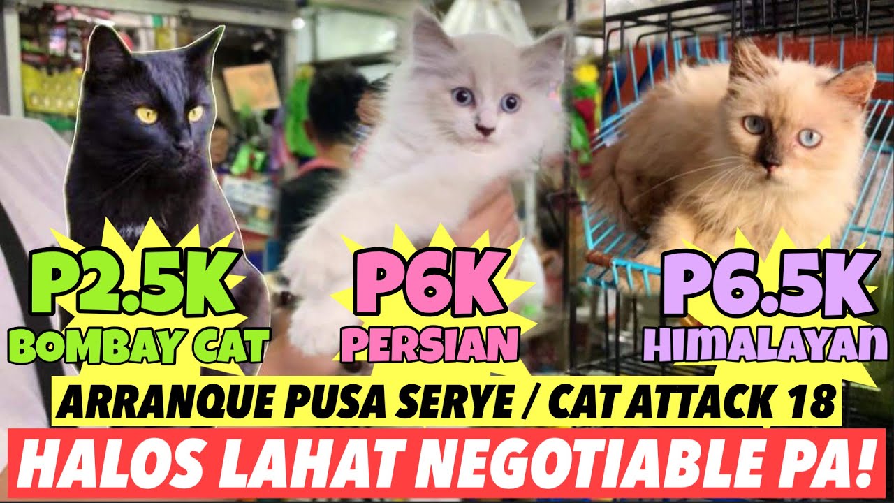 MURANG PRESYO NG PUSA SA ARRANQUE | ARRANQUE PUSA SERYE | FEBRUARY 23, 2024