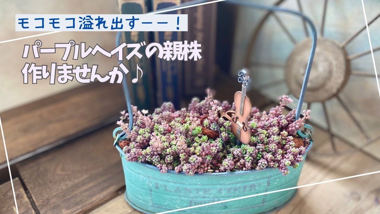 調整中①多肉植物 ちまちま寄せ植え抜き苗 根付き パープルヘイズ セダム おまけ→ジョセリンカット苗 多肉植物セダム寄せ植えちまちま