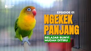 Suara Burung Lovebird Ngekek Panjang Asli | Masteran Lovebird Fighter Durasi Panjang