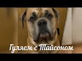 Тайсон на прогулке 🐕 / Спонтанная покупка 💶 / Немного о дежурстве на скорой помощи