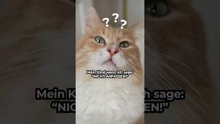 Mein KIND, wenn ich sage: 'NICHT ANFASSEN!'  #katzenliebe #katzenleben #katzenaufyoutube #memes