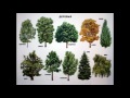 С каким деревом тебя  можно сравнить?