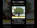 【邦ロック名盤紹介】Dragon Ash/Harvest