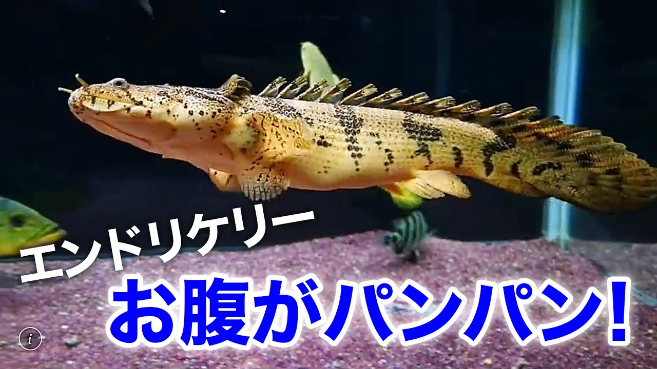 エンドリケリー 小赤毎食５匹 １日１０匹 毎食後お腹パンパン Youtube