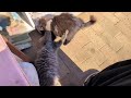じゃれつく子猫達
