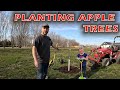 Planting apples trees in our backyard