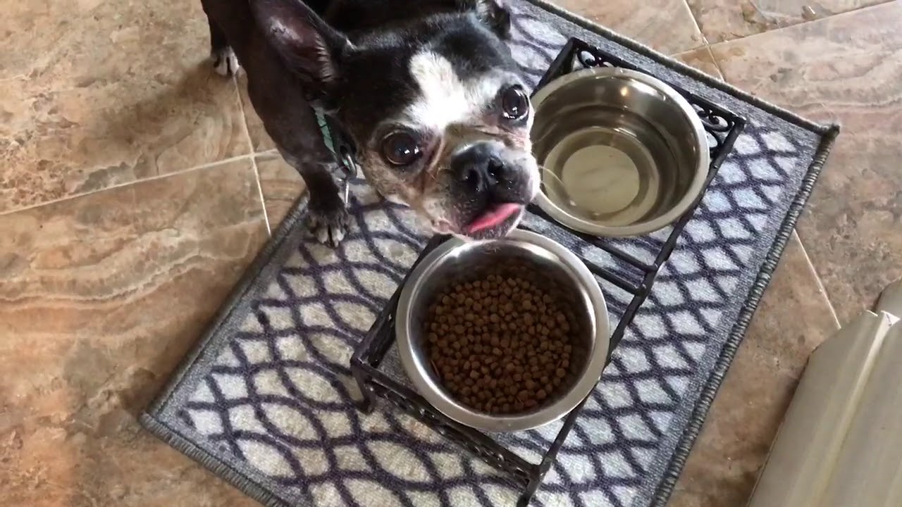 Pawsitive Prep Mixing Water with Dry Dog Food Tip! YouTube