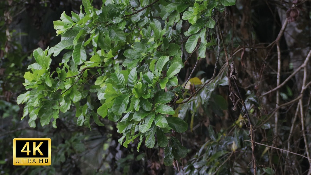 Rain Falling on Leaves 🌿 | Natural Rain Sounds (1 Hour)