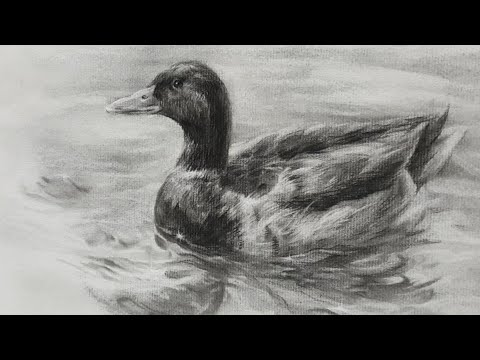 Mallard Drawing with &rsquo;L&rsquo; Centerline  / Charcoal Drawing