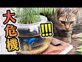 上班族、大學生，一定成功的桌上型「魚菜共生缸」登場囉！！（CC字幕）
