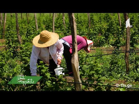 #არტიშოკი  საქართველოში ყველაზე დიდი კენკრის ბაღი