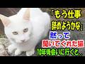 私の独り言を黙って聞いてくれた神社にいた人懐こい猫。10年後、猫に会いに行ってみたら..【猫の不思議な話】【朗読】