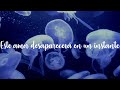 Flower - Moon jellyfish (sub español)