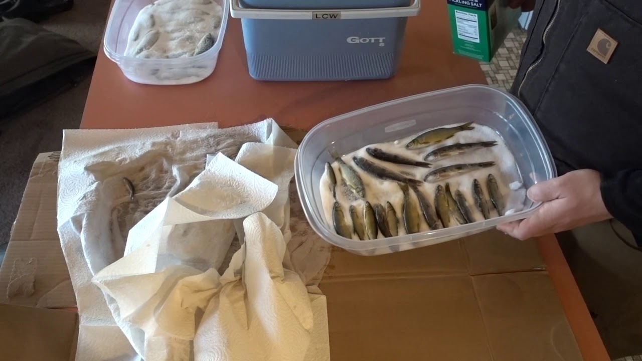 Step by Step How to Make Salted Minnows Bait for Boundary Waters